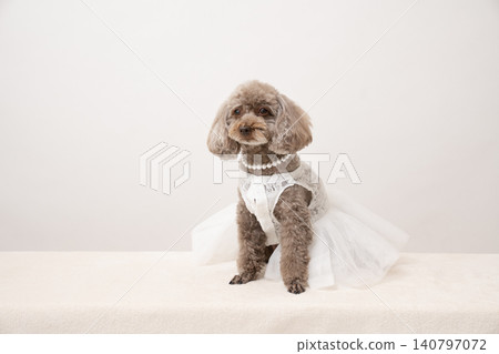 A toy poodle in a white outfit against a white background. A toy poodle in a white outfit against a white background. 140797072