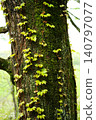 Ivy climbing a large tree 140797077