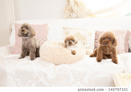 三隻玩具貴賓犬坐在沙發上 140797101