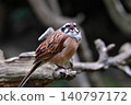 A white-cheeked bunting staring at us (Part 2) 140797172