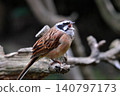 A white-cheeked bunting staring at us ① 140797173