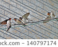 Swallows feeding fledglings (Part 4) 140797174