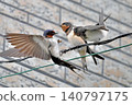 Swallows feeding fledglings (1) 140797175