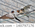 Swallows bringing food to fledglings (2) 140797176