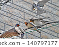 Swallows feeding fledglings (Part 3) 140797177