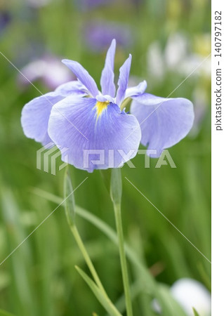 Beautiful light purple irises Beautiful light purple irises 140797182