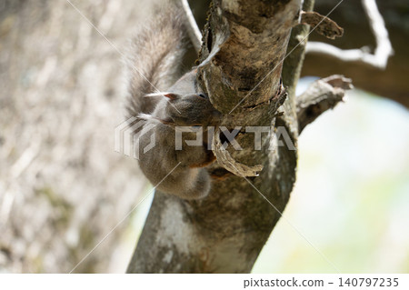 Japanese squirrel climbing a tree 140797235