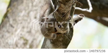 Japanese squirrel climbing a tree 140797236