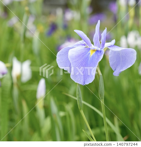 Beautiful light purple irises Beautiful light purple irises 140797244
