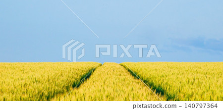 Golden wheat fields await harvest on a hilltop in Biei, Hokkaido. 140797364