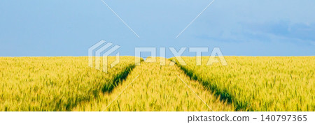 Golden wheat fields await harvest on a hilltop in Biei, Hokkaido. Golden wheat fields await harvest on a hilltop in Biei, Hokkaido. 140797365