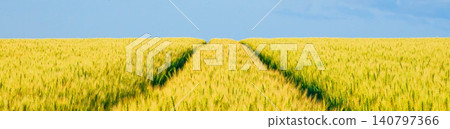 Golden wheat fields await harvest on a hilltop in Biei, Hokkaido. Golden wheat fields await harvest on a hilltop in Biei, Hokkaido. 140797366