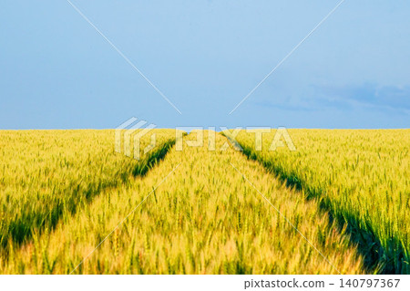 Golden wheat fields await harvest on a hilltop in Biei, Hokkaido. 140797367