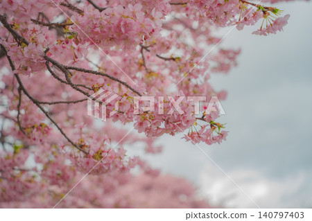 Kawazu cherry blossoms blooming along the Kawazu River Kawazu cherry blossoms blooming along the Kawazu River 140797403