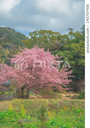 Kawazu cherry blossoms in full bloom in the fields and mountains Kawazu cherry blossoms in full bloom in the fields and mountains 140797406