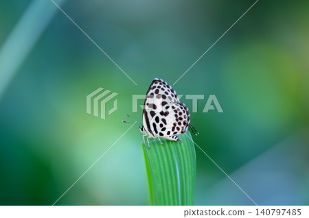 Macro Shot of Common Pierrot Butterfly (Castalius rosimon) Perching on Green Grass Leaf Macro Shot of Common Pierrot Butterfly (Castalius rosimon) Perching on Green Grass Leaf 140797485