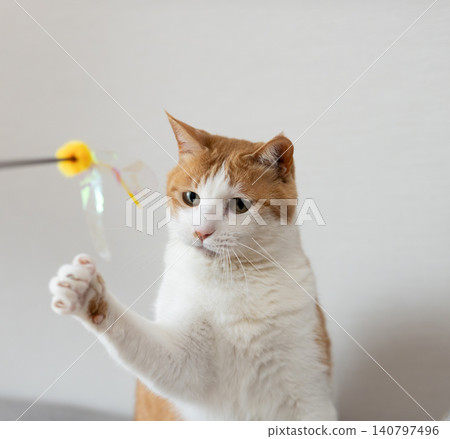 A cat playing with a toy Brown tiger white 140797496