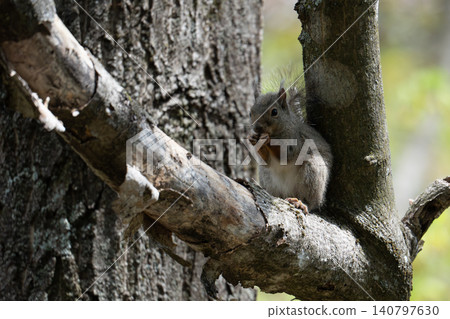 Japanese squirrel climbing a tree Japanese squirrel climbing a tree 140797630