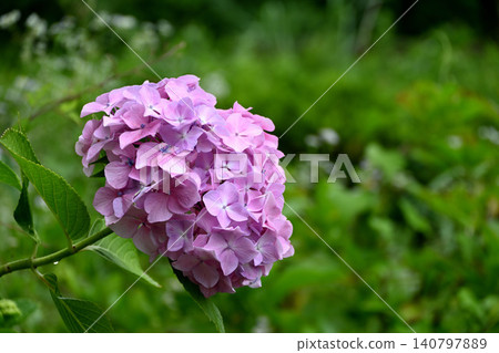Hydrangea flower Hydrangea flower 140797889
