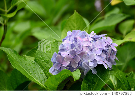 繡球花 繡球花 140797893