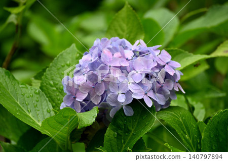 繡球花 繡球花 140797894