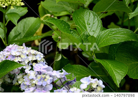Hydrangea flower Hydrangea flower 140797898