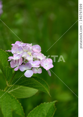 Hydrangea flower Hydrangea flower 140797899