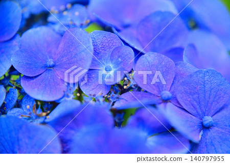 雨季花·繡球花 雨季花·繡球花 140797955