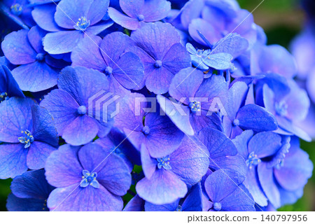 雨季花·繡球花 140797956