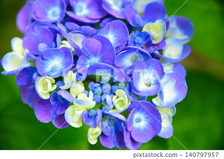 雨季花·繡球花 雨季花·繡球花 140797957