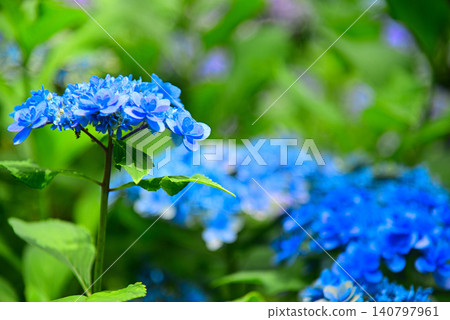 雨季花·繡球花 140797961