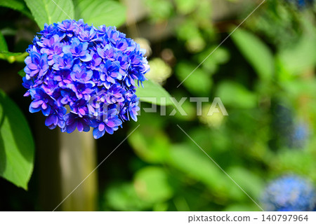 雨季花·繡球花 雨季花·繡球花 140797964