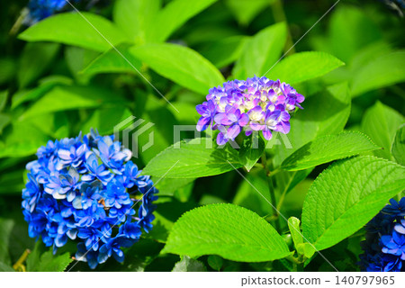 雨季花·繡球花 140797965