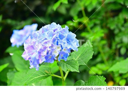 雨季花·繡球花 雨季花·繡球花 140797989