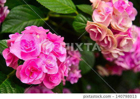 雨季花·繡球花 雨季花·繡球花 140798013