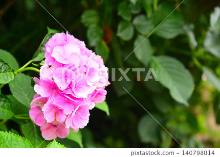 雨季花·繡球花 雨季花·繡球花 140798014