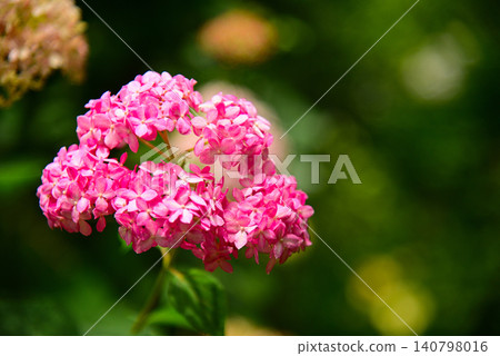 雨季花·繡球花 140798016