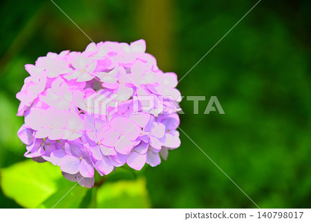 雨季花·繡球花 140798017