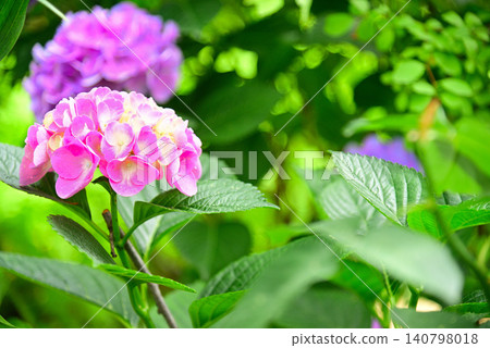 Rainy season flower · hydrangea Rainy season flower · hydrangea 140798018