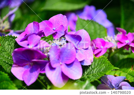 雨季花·繡球花 雨季花·繡球花 140798020