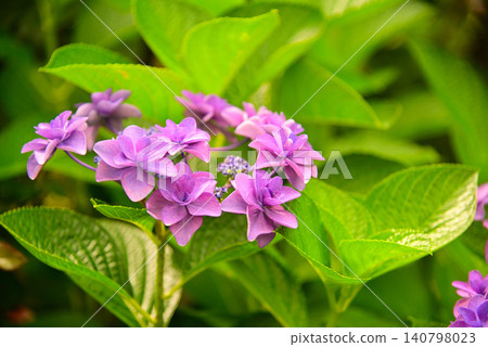 雨季花·繡球花 雨季花·繡球花 140798023