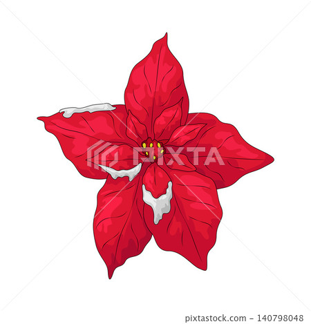 Illustration of Red poinsettia Illustration of Red poinsettia 140798048