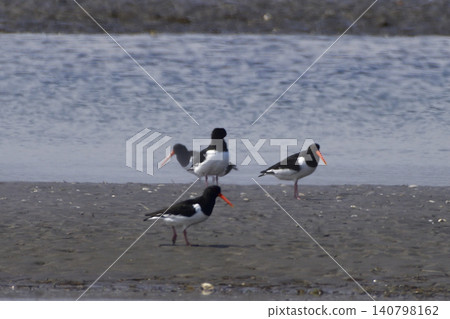 Oystercatchers of Nemuro Shunkokudai Oystercatchers of Nemuro Shunkokudai 140798162