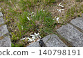 Illegally discarded cigarette butts 140798191