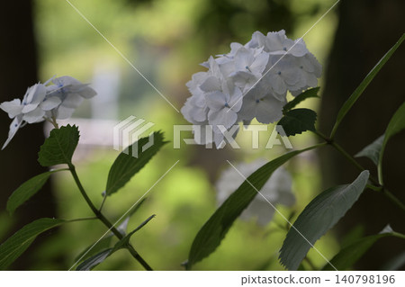 A scene of the rainy season with rows of hydrangeas, where white and blue blend together. A scene of the rainy season with rows of hydrangeas, where white and blue blend together. 140798196