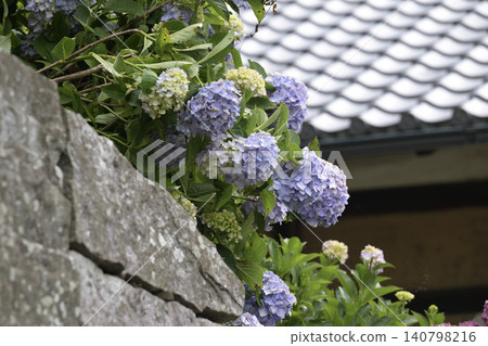 Summer at the mountain temple: Purple hydrangeas blooming against the backdrop of tiled roofs and lush green mountains. Summer at the mountain temple: Purple hydrangeas blooming against the backdrop of tiled roofs and lush green mountains. 140798216