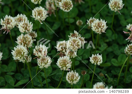 白三葉草花 白三葉草花 140798289