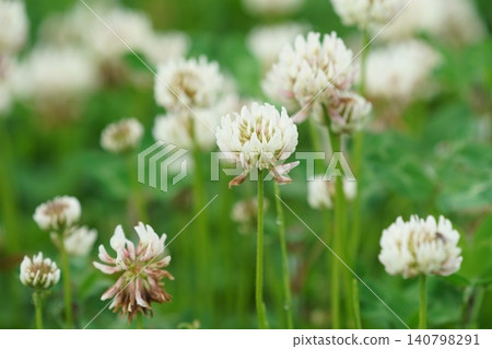 White clover flower 140798291