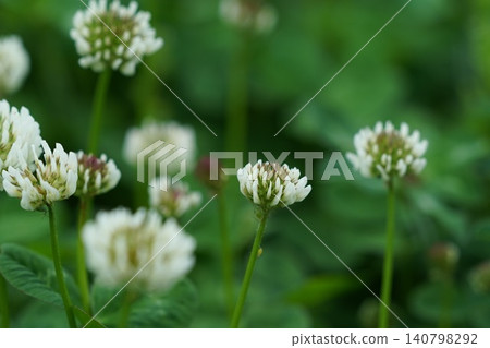 White clover flower White clover flower 140798292