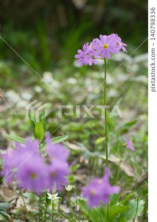 The lovely Primula japonica blooms in the summer mountains, a fresh pink alpine plant. The lovely Primula japonica blooms in the summer mountains, a fresh pink alpine plant. 140798336